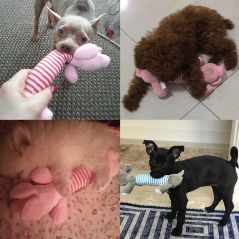 Interactive IQ Boosting Squeak Toys for Cats and Dogs