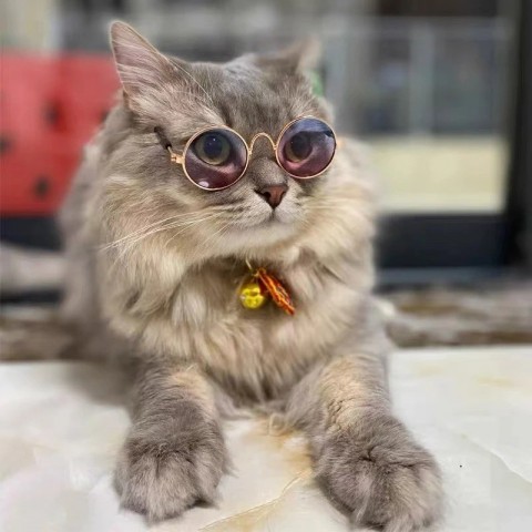 Cute Retro Metal & Resin Cat Sunglasses 2024 Multi-Color for Small Pets dh3628137