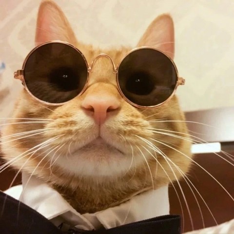 Cute Retro Metal & Resin Cat Sunglasses 2024 Multi-Color for Small Pets dh3628137